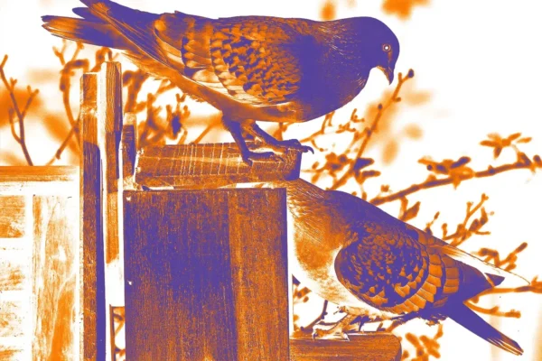 Birds standing on wood planks